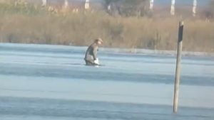 Investigada una persona por la muerte de una especie protegida en un coto de caza en Aznalcázar