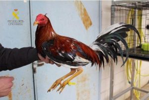 Investigado en Valladolid por mutilaciones a gallos que fueron localizados tras un incendio en unas viviendas