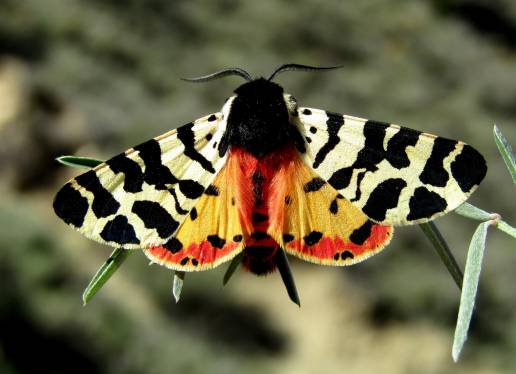 La UMU participa en la secuenciación de los primeros 1.000 genomas de mariposas y polillas de Europa