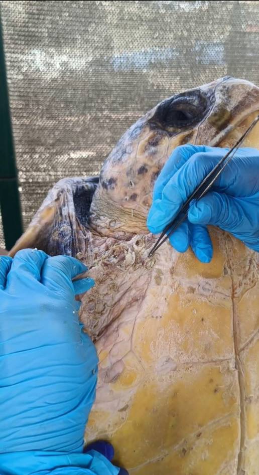 El Servicio de Gestión Integral de Fuerteventura rescata o recoge dos animales salvajes diarios en 2025
