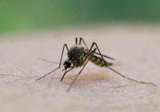 La sed de sangre humana de los mosquitos aumenta a medida que empeora la pérdida de biodiversidad
