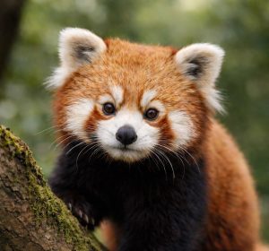El descubrimiento de nuevos fósiles del Mioceno reescribe la compleja evolución del panda rojo, según un estudio