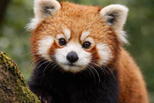 El descubrimiento de nuevos fósiles del Mioceno reescribe la compleja evolución del panda rojo, según un estudio