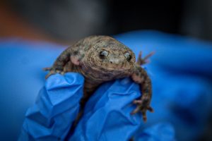 Fundación Oceanogràfic cierra 2025 con 42 publicaciones científicas y 400 animales reintroducidos a su medio natural