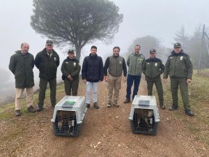 La Junta rehabilita y devuelve al medio natural dos ejemplares de buitre leonado