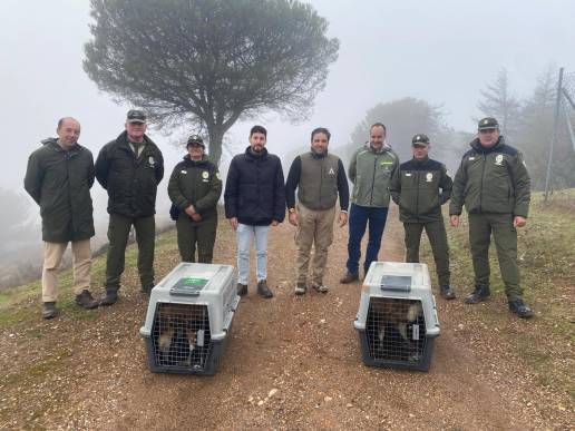 La Junta rehabilita y devuelve al medio natural dos ejemplares de buitre leonado