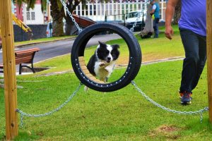 Unidos por Laredo propone crear espacios caninos para mejorar la convivencia y bienestar animal