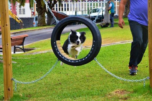 Unidos por Laredo propone crear espacios caninos para mejorar la convivencia y bienestar animal