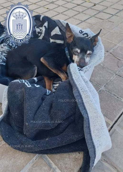 Investigan a un varón acusado de arrojar y abandonar a su perro en un contenedor de basura de El Ejido