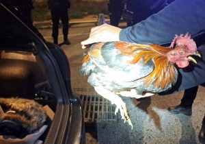 Rescatan en Elche cinco gallos presuntamente usados en peleas ante sospechas de maltrato animal