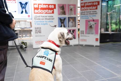 El 90% de los perros abandonados en la región el año pasado han conseguido un hogar