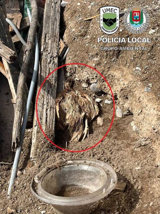 Investigado por maltrato animal al hallarse un perro y un aves muertos en una finca de Las Palmas de Gran Canaria