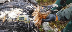 Muere envenenado un quebrantahuesos en Picos de Europa