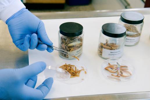 Instituto de Ganadería de Montaña (CSIC-ULE) aborda una investigación 