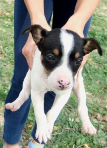 El Ayuntamiento reubica a algunos animales del Centro de Bienestar Animal 'El Vivero' por las lluvias