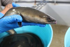 Anse y WWF liberan 70 anguilas en el Mar Menor