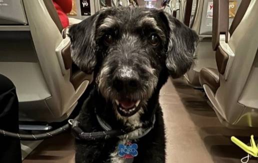 PACMA denuncia falta de protocolos de emergencia para animales en España tras la 