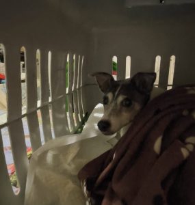 PACMA pide a Renfe que permita viajar con animales en autocares que sustituyen los trenes hacia Andalucía