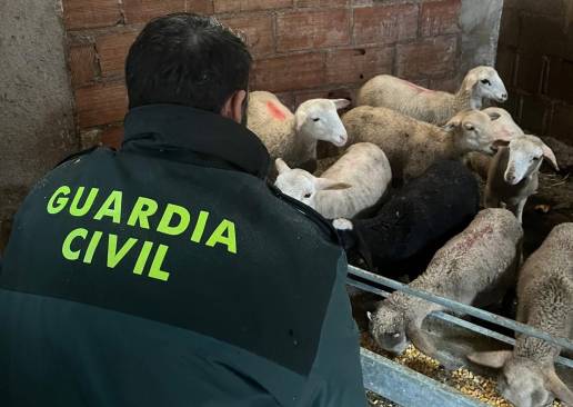 Detenido un vecino de Torres de Albanchez acusado del robo de 34 corderos segureños
