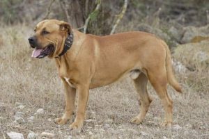 La Real Sociedad Canina alerta de que casi el 74% de las razas españolas están en "serio peligro" de desaparición