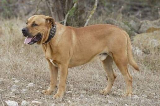 La Real Sociedad Canina alerta de que casi el 74% de las razas españolas están en 