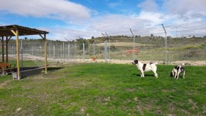Logroño dará este año 45.000 euros en ayudas de Bienestar Animal y 8.000 euros en ayuda en materia de Medio Ambiente