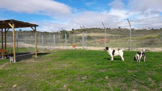 Logroño dará este año 45.000 euros en ayudas de Bienestar Animal y 8.000 euros en ayuda en materia de Medio Ambiente