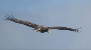 Avistan en la sierra de Huelva un ejemplar del águila más grande del continente
