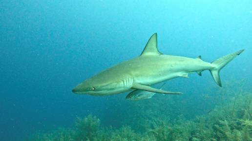 Un estudio de ADN identifica ocho especies de tiburones y rayas en aguas de Pitiusas, cuatro de ellas en peligro