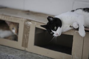 Denuncian la muerte de dos gatos "por traumatismos y hemorragias internas" en Guardamar del Segura