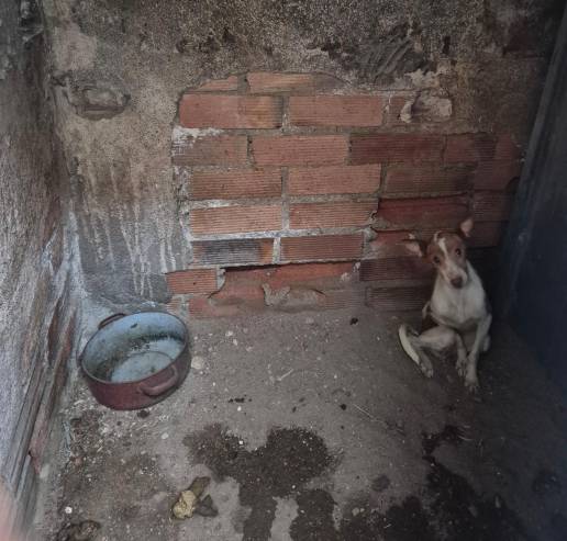 Inhabilitados para tenencia de animales los responsables de la finca de Puertollano donde se rescató a más de 110 perros