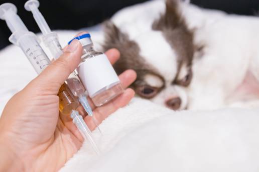 Comparación de la eficacia analgésica entre la inyección intrafunicular e intratesticular de lidocaína en perros