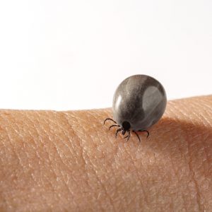 Neurólogos advierten de que la encefalitis causada por picaduras de garrapatas y mosquitos se ha incrementado en España