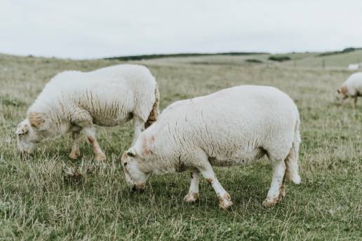 PDGFD mantiene los ADSCs de cola ovina en estado proliferativo suprimiendo CXCL8 y activando la señalización PI3K/MAPK