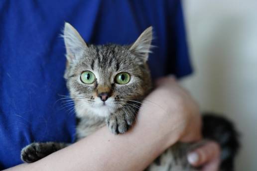 Gotas lipídicas en los riñones felídicos: prevalencia y composición por lipidómicos