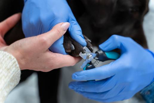 El corte de uñas en perros sanos no cambia los parámetros de la marcha al comparar antes y después del corte