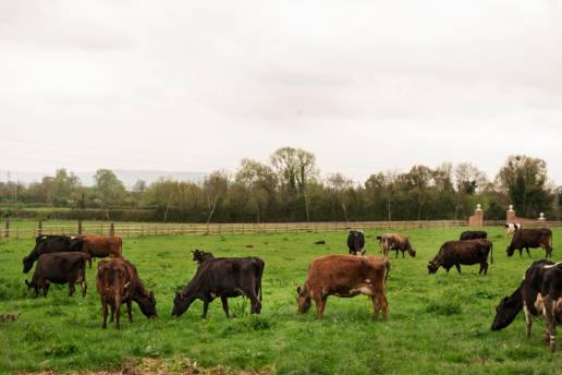 SAECA avaló el año pasado operaciones de crédito a agricultores y ganaderos por 314 millones de euros