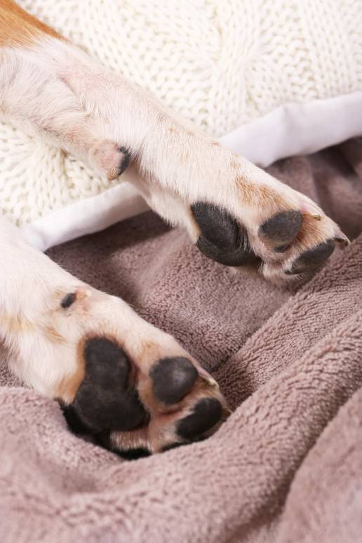 Aparece el cuerpo sin vida del perro en cuya búsqueda su dueño sufrió una extorsión