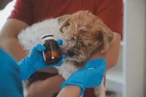 Veterinarios de Baleares celebran las modificaciones del decreto del medicamento pero piden más cambios