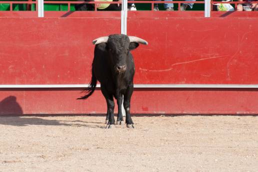 Colectivos animalistas expondrán en el Parlamento Vasco su rechazo a la ley de festejos taurinos