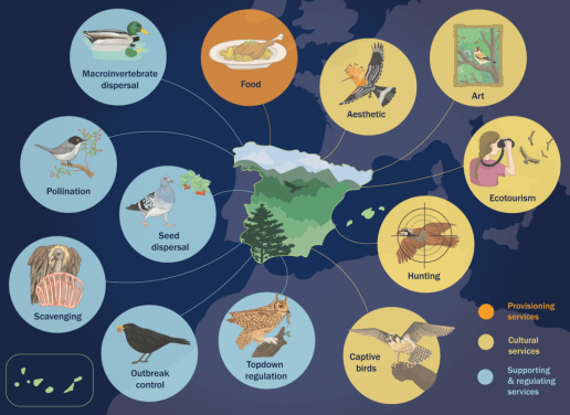 Así benefician las aves de España a las personas