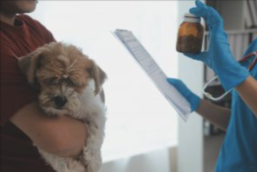 Alegaciones de la profesión veterinaria al Real Decreto 666/2023