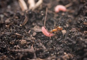 Las orugas bebé se comunican con las hormigas a golpe de ritmo para que las cuiden