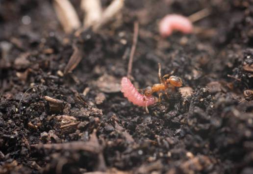 Las orugas bebé se comunican con las hormigas a golpe de ritmo para que las cuiden
