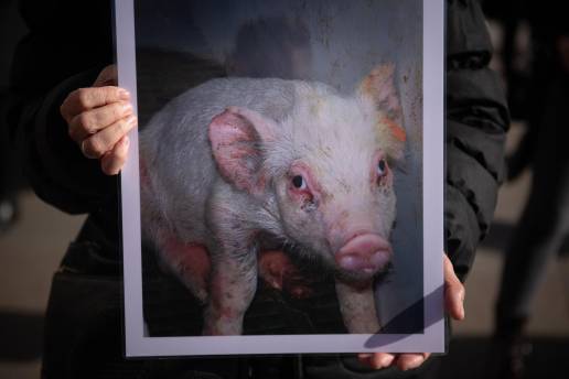 El Gobierno aprueba un real decreto que refuerza la coordinación entre administraciones y mejora la gestión del conocimiento en bienestar animal