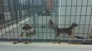 Pacma pide a la Junta de Andalucía que incluya a refugios de animales en el Plan Territorial de Emergencias