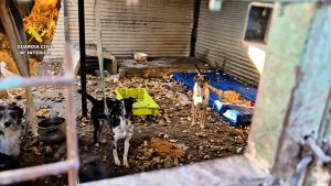 La Guardia Civil decomisó más de cien animales víctimas de abandono y maltrato en 2025