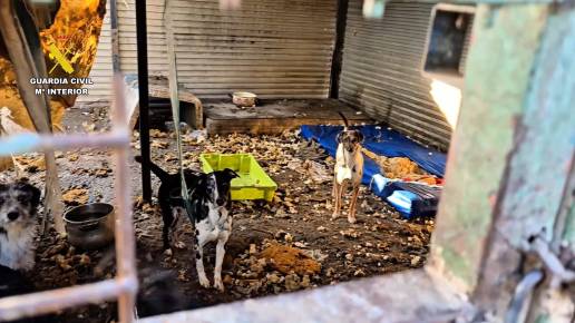 La Guardia Civil decomisó más de cien animales víctimas de abandono y maltrato en 2025