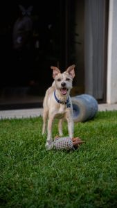 PACMA propone desgravaciones fiscales para fomentar el alquiler a personas con animales