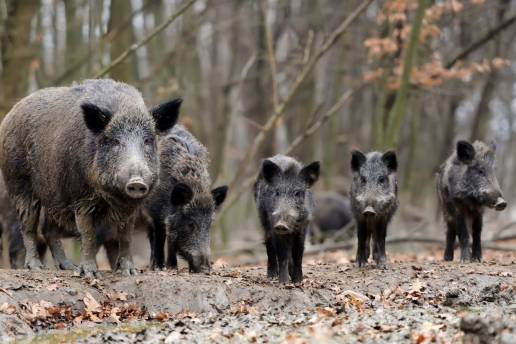 Las empresas de recogida de carne de caza inician un 